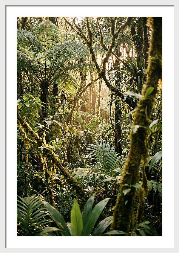 Mystical Hoh Rainforest Escape