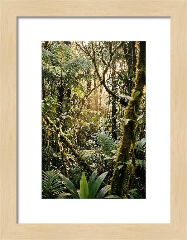 Mystical Hoh Rainforest Escape