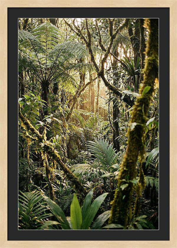 Mystical Hoh Rainforest Escape