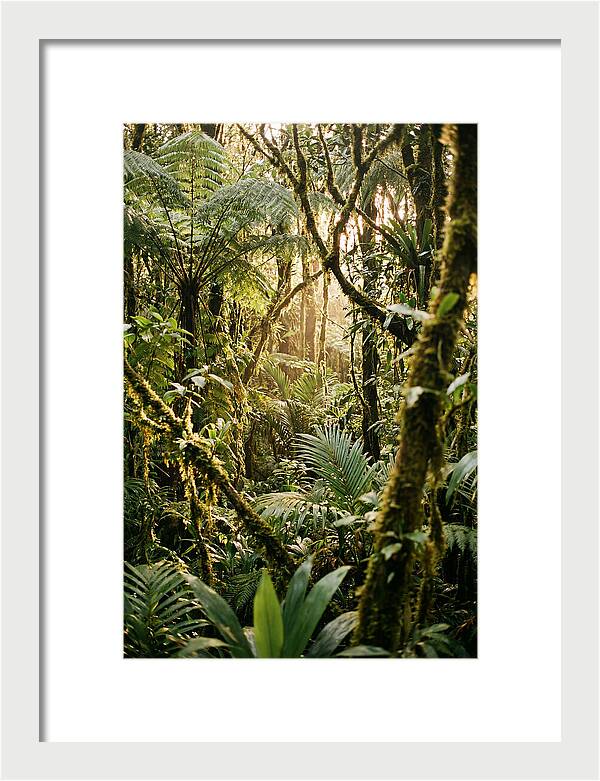 Mystical Hoh Rainforest Escape