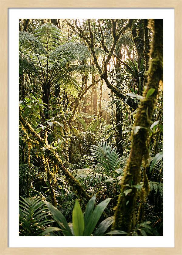 Mystical Hoh Rainforest Escape
