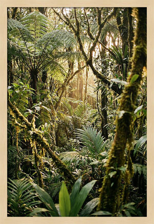 Mystical Hoh Rainforest Escape