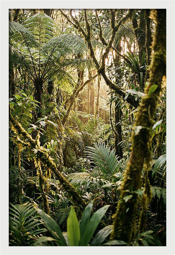 Mystical Hoh Rainforest Escape