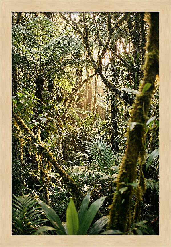 Mystical Hoh Rainforest Escape