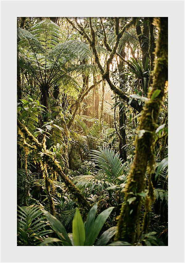 Mystical Hoh Rainforest Escape