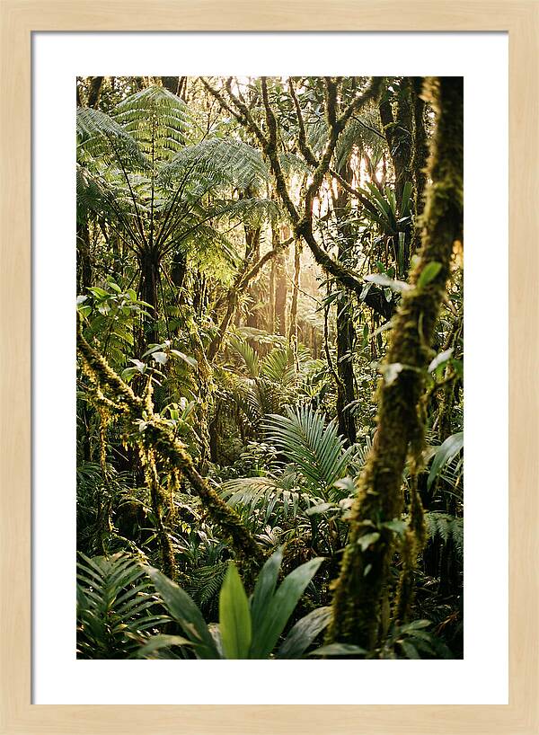 Mystical Hoh Rainforest Escape