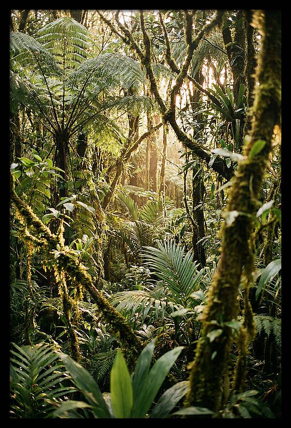 Mystical Hoh Rainforest Escape