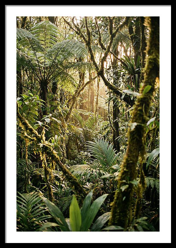 Mystical Hoh Rainforest Escape