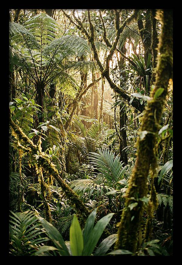 Mystical Hoh Rainforest Escape