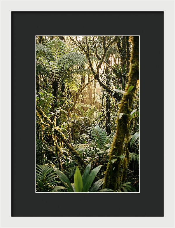 Mystical Hoh Rainforest Escape