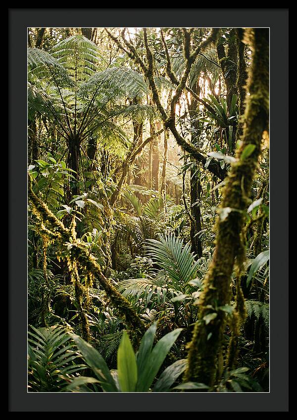 Mystical Hoh Rainforest Escape
