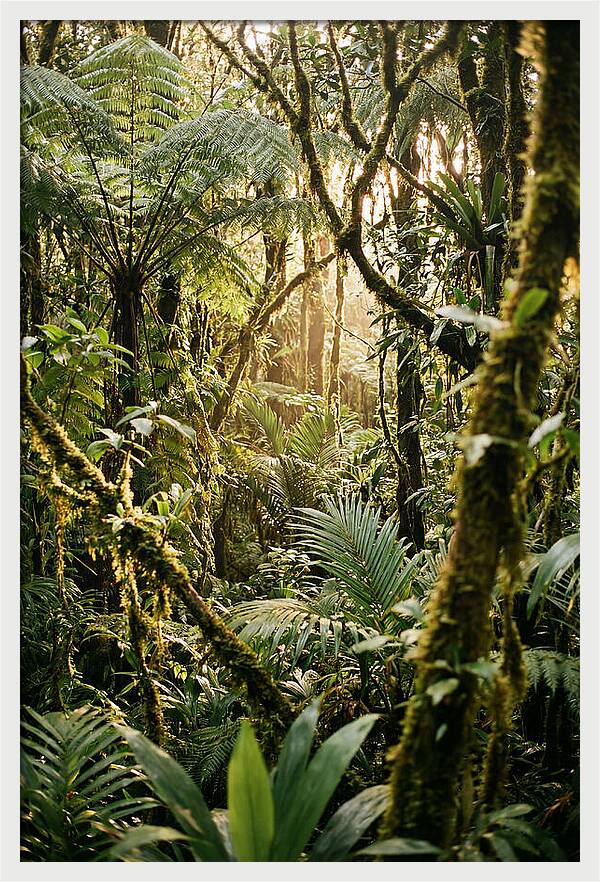 Mystical Hoh Rainforest Escape