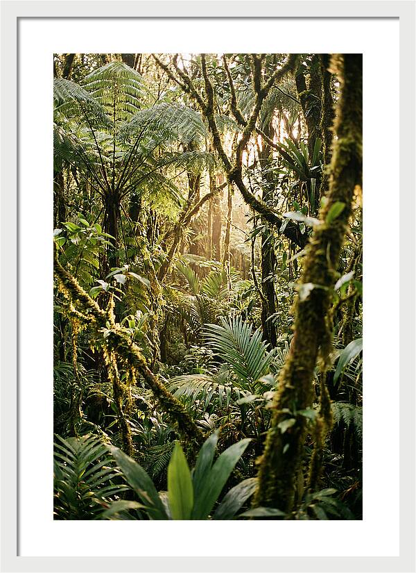 Mystical Hoh Rainforest Escape