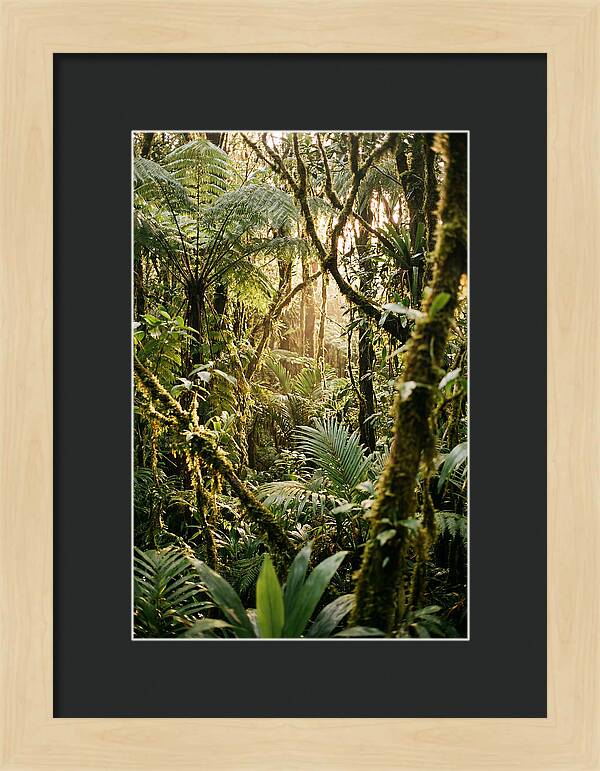 Mystical Hoh Rainforest Escape