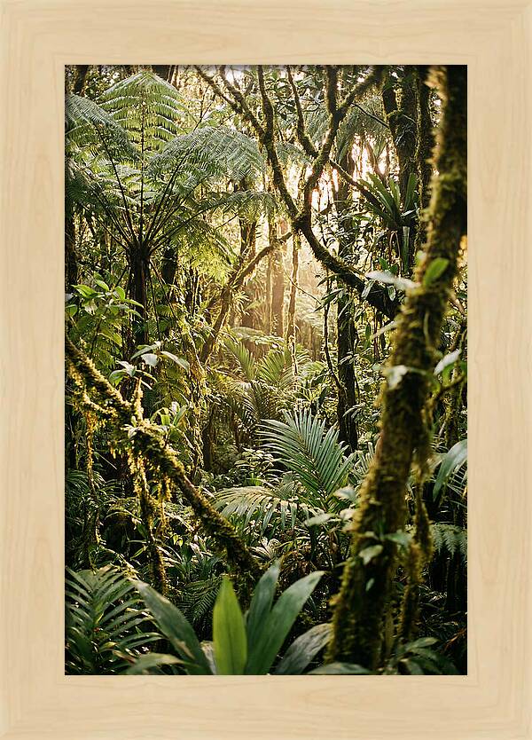 Mystical Hoh Rainforest Escape