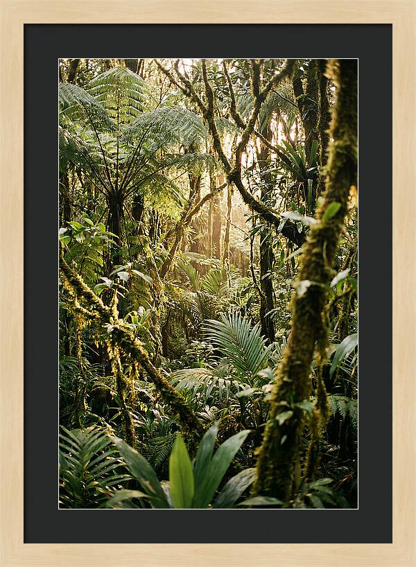 Mystical Hoh Rainforest Escape