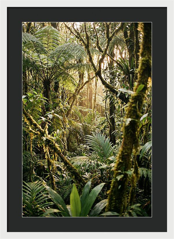 Mystical Hoh Rainforest Escape