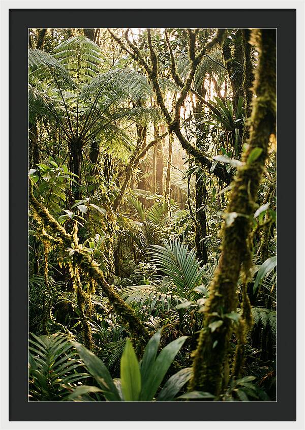 Mystical Hoh Rainforest Escape
