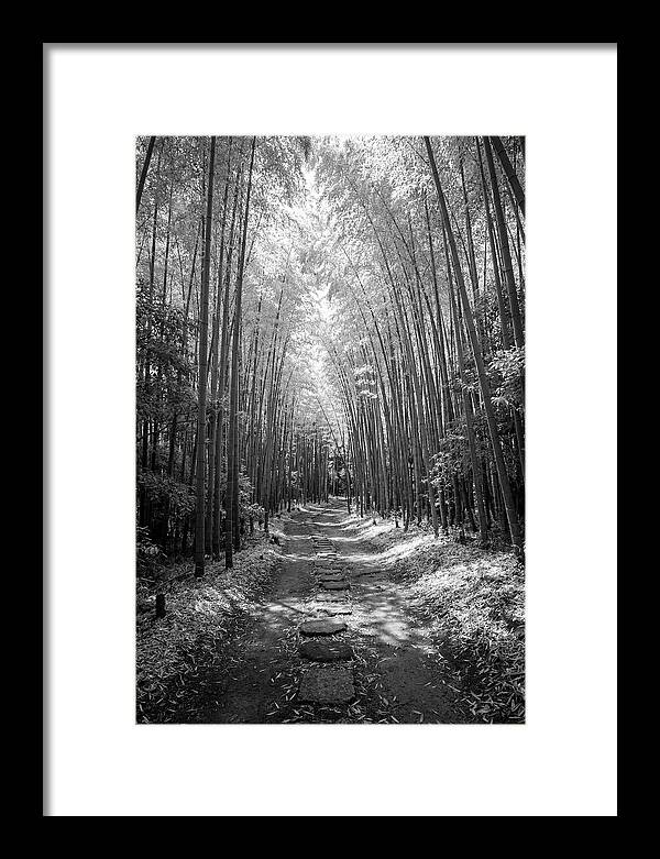 Mystical Path Through Arashiyama Bamboo