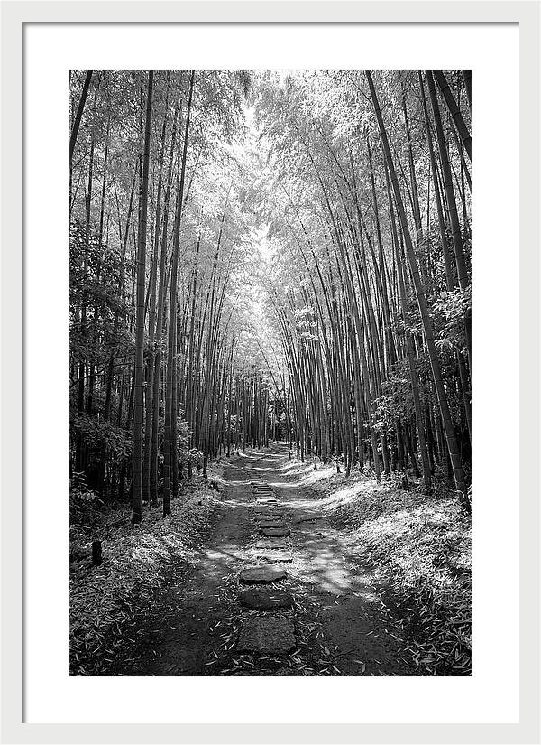 Mystical Path Through Arashiyama Bamboo