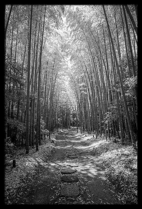 Mystical Path Through Arashiyama Bamboo