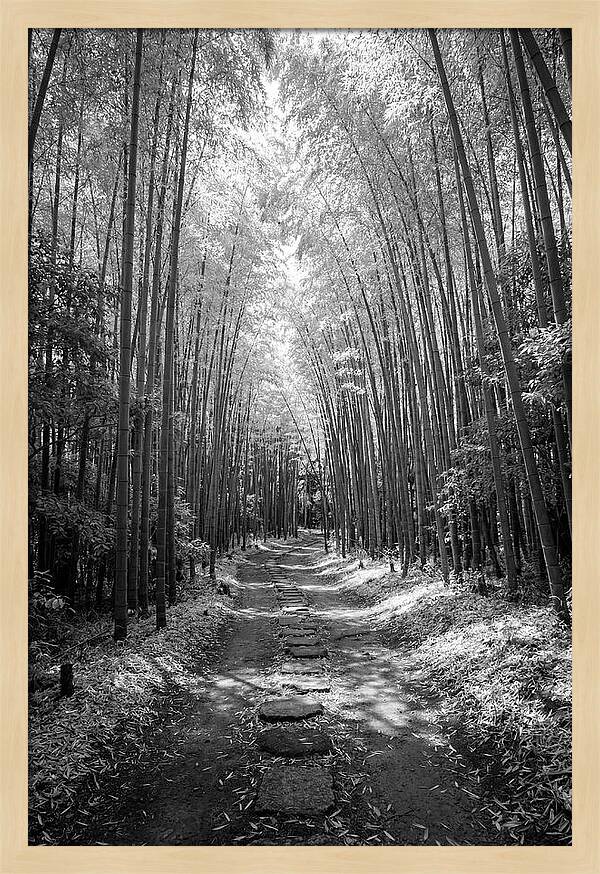Mystical Path Through Arashiyama Bamboo