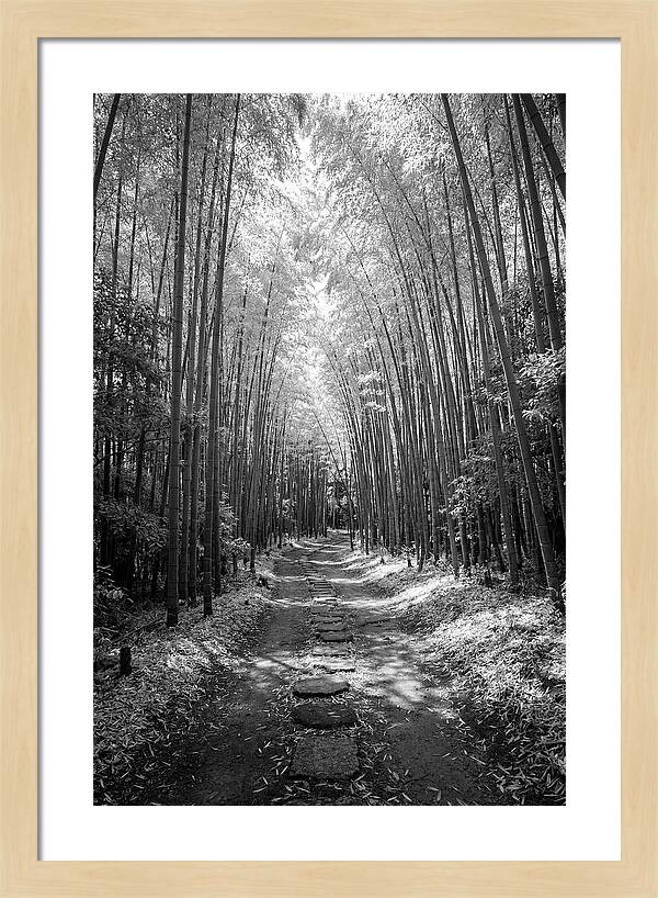 Mystical Path Through Arashiyama Bamboo
