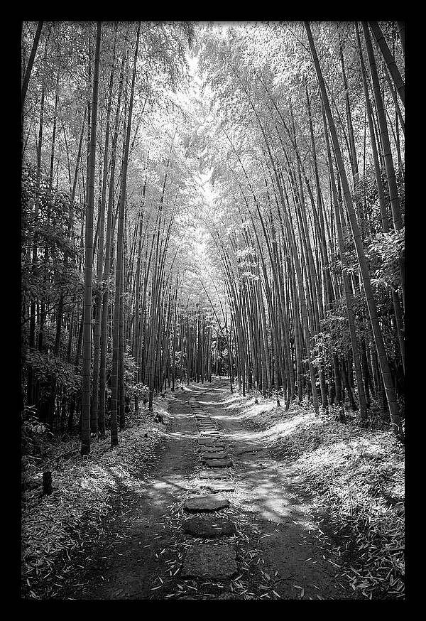Mystical Path Through Arashiyama Bamboo