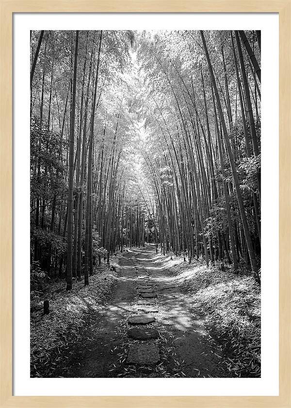 Mystical Path Through Arashiyama Bamboo
