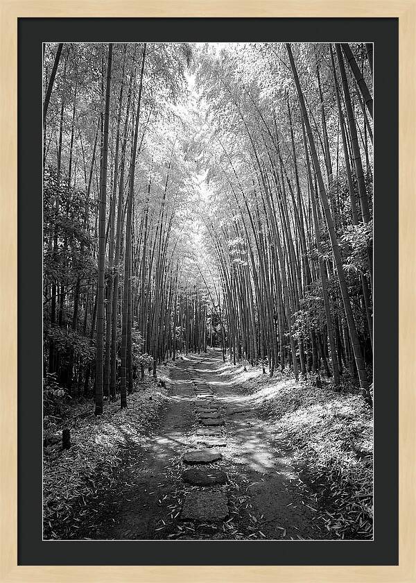 Mystical Path Through Arashiyama Bamboo