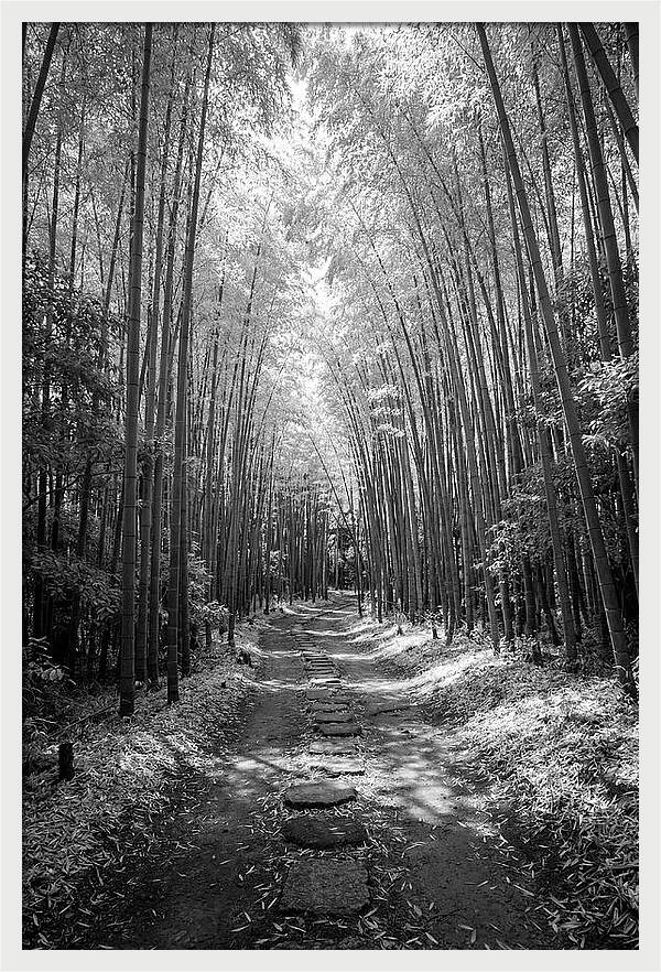 Mystical Path Through Arashiyama Bamboo
