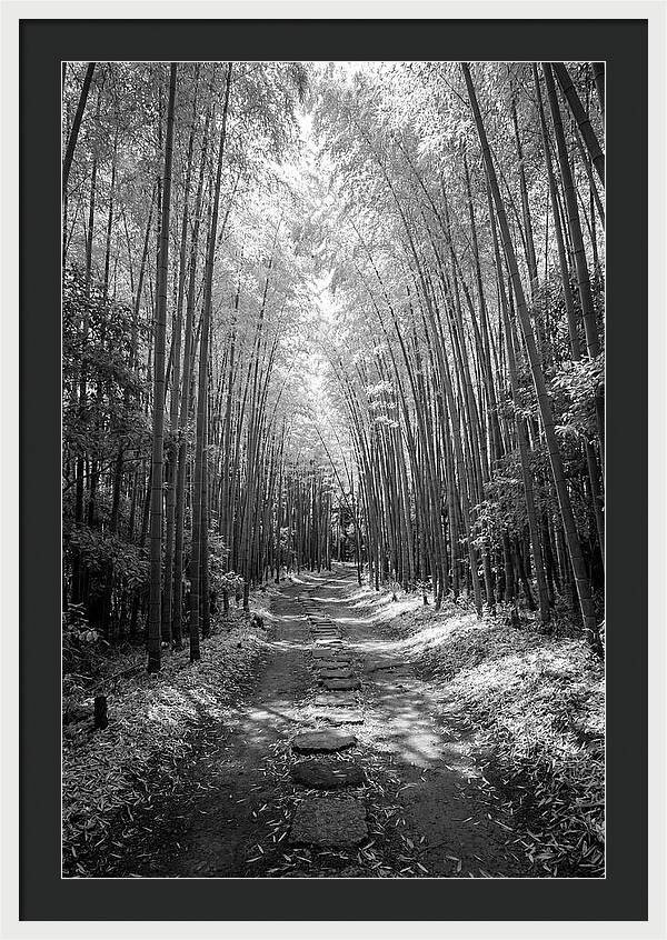 Mystical Path Through Arashiyama Bamboo
