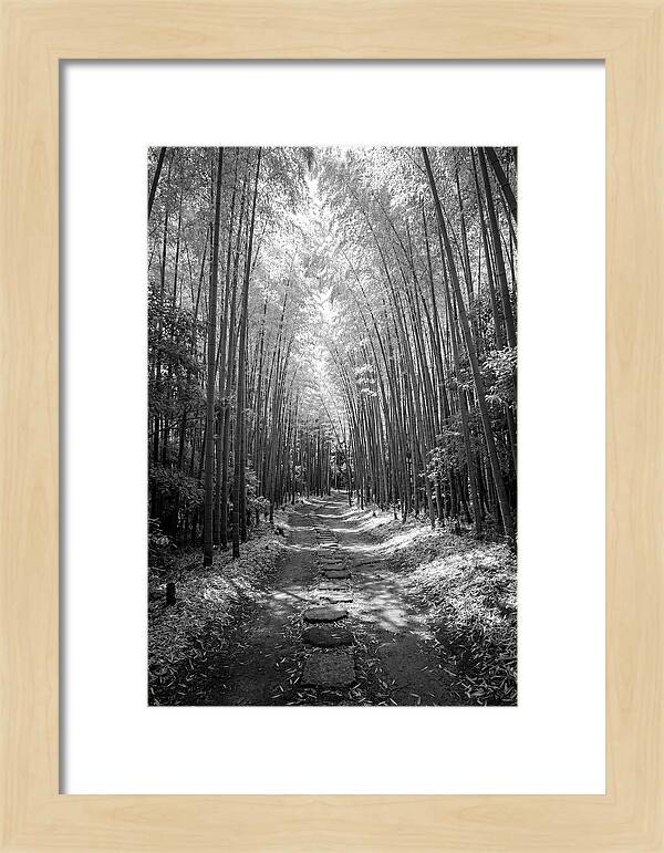 Mystical Path Through Arashiyama Bamboo