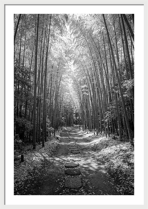Mystical Path Through Arashiyama Bamboo