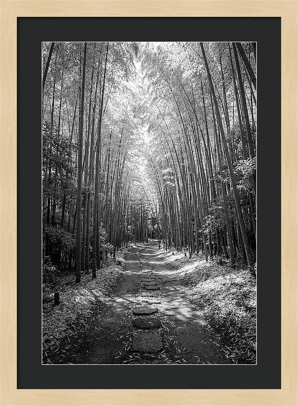 Mystical Path Through Arashiyama Bamboo