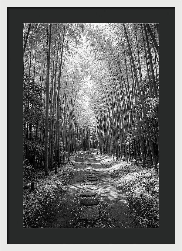 Mystical Path Through Arashiyama Bamboo