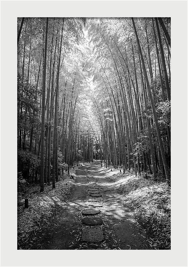Mystical Path Through Arashiyama Bamboo