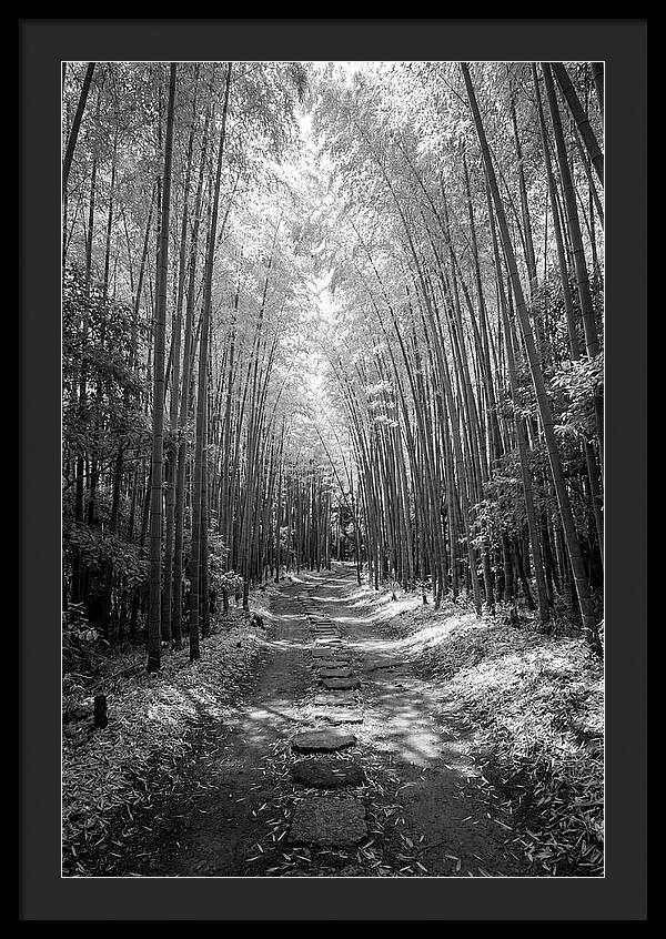 Mystical Path Through Arashiyama Bamboo