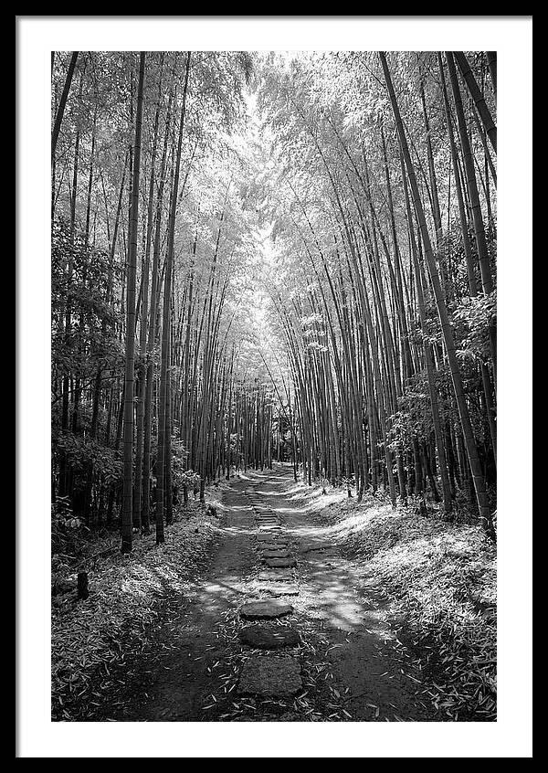 Mystical Path Through Arashiyama Bamboo