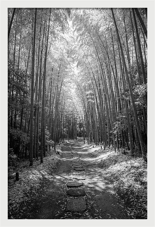 Mystical Path Through Arashiyama Bamboo