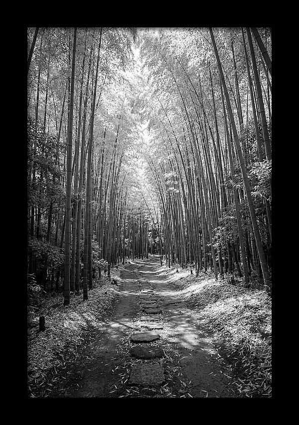 Mystical Path Through Arashiyama Bamboo