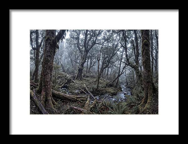 Mystical Serenity Of Bialowieza Forest