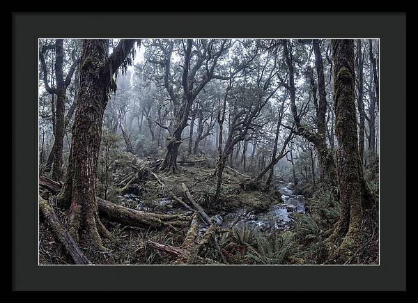 Mystical Serenity Of Bialowieza Forest