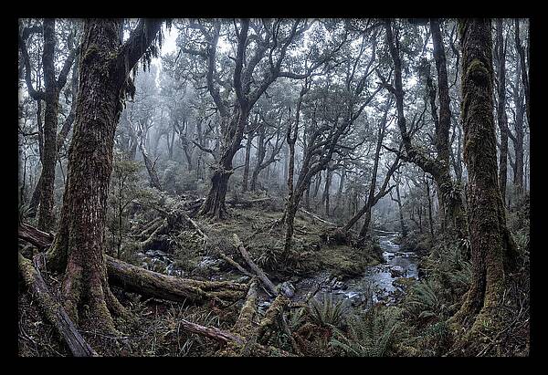 Mystical Serenity Of Bialowieza Forest