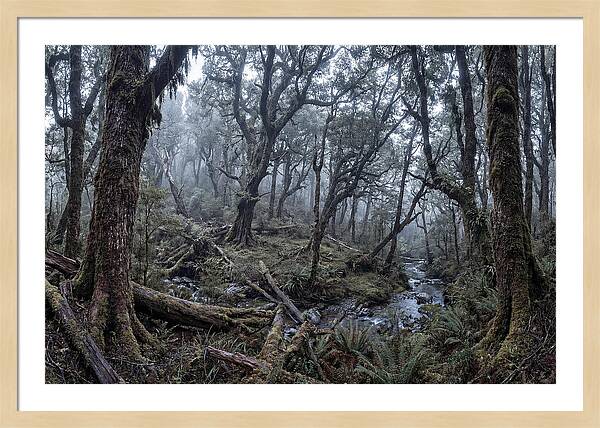 Mystical Serenity Of Bialowieza Forest