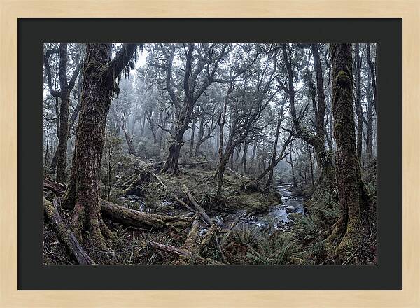 Mystical Serenity Of Bialowieza Forest