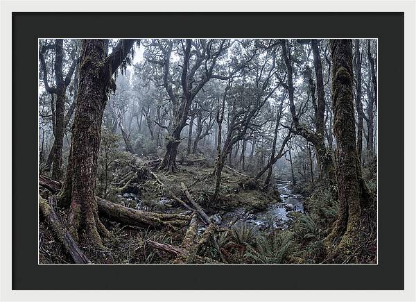 Mystical Serenity Of Bialowieza Forest