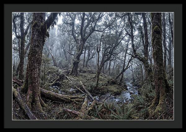 Mystical Serenity Of Bialowieza Forest