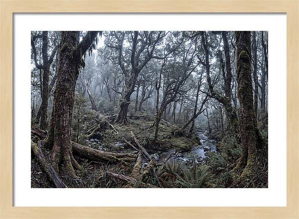 Mystical Serenity Of Bialowieza Forest