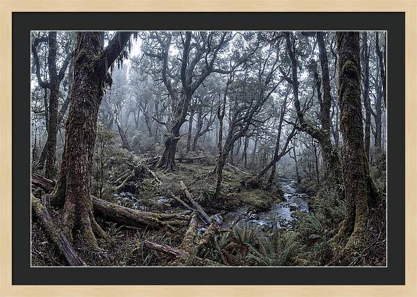 Mystical Serenity Of Bialowieza Forest
